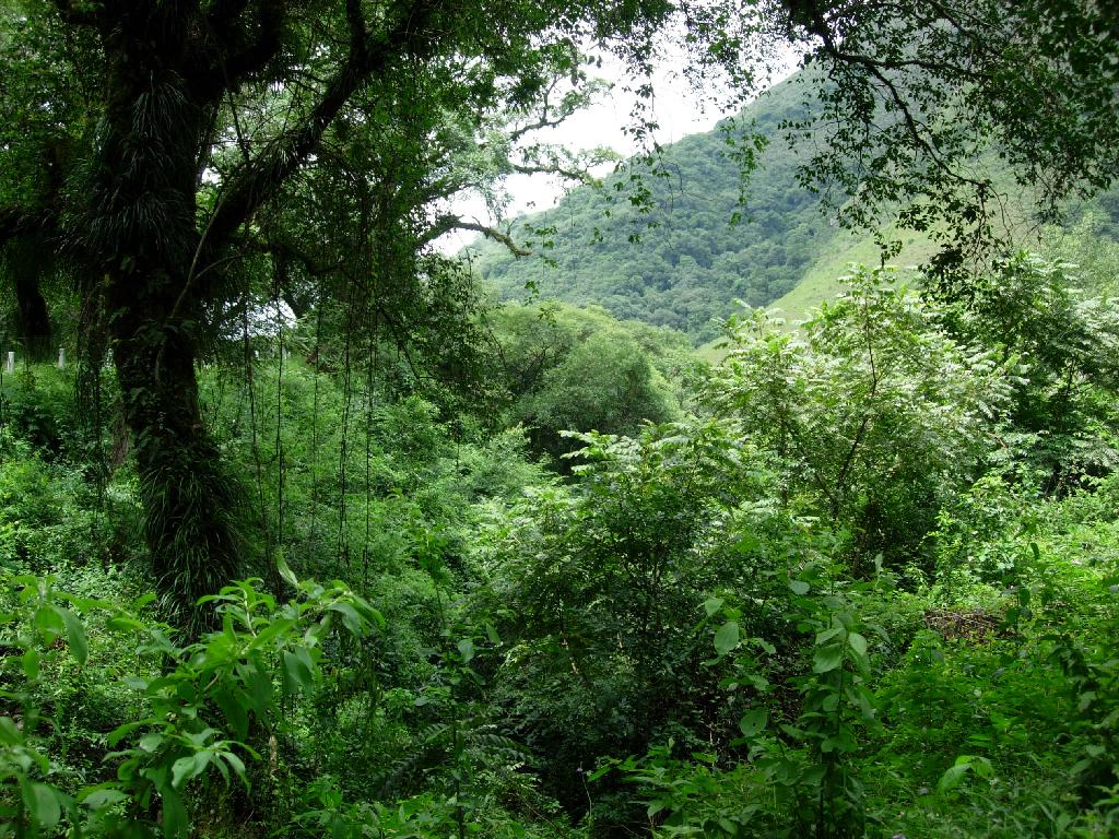 Fallo Salas – Desmonte Salta