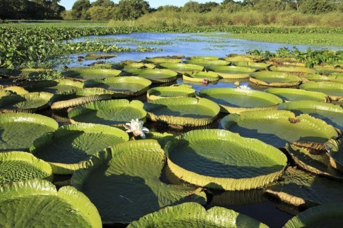 Lee más sobre el artículo Humedales – Entre Ríos – Protección de los humedales en un fallo de la Corte